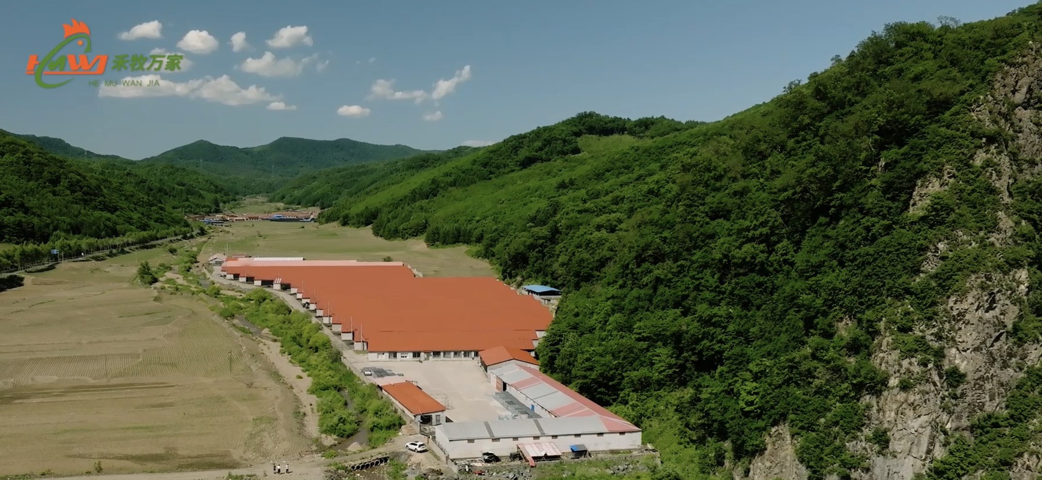 铁岭鸡雏